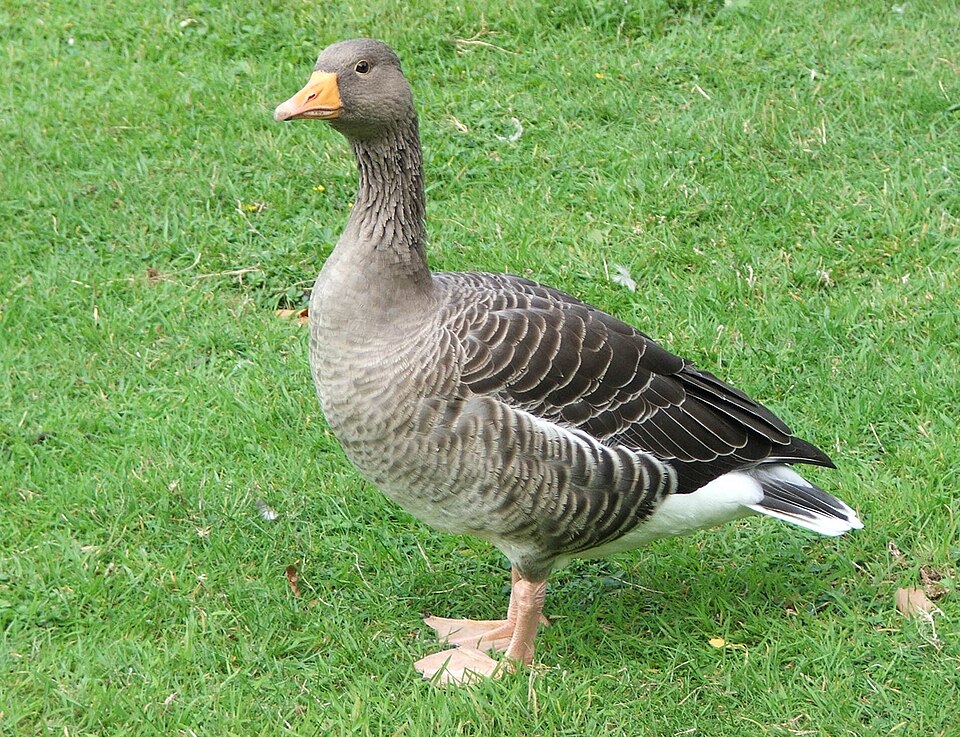 Geese - Band tickets
